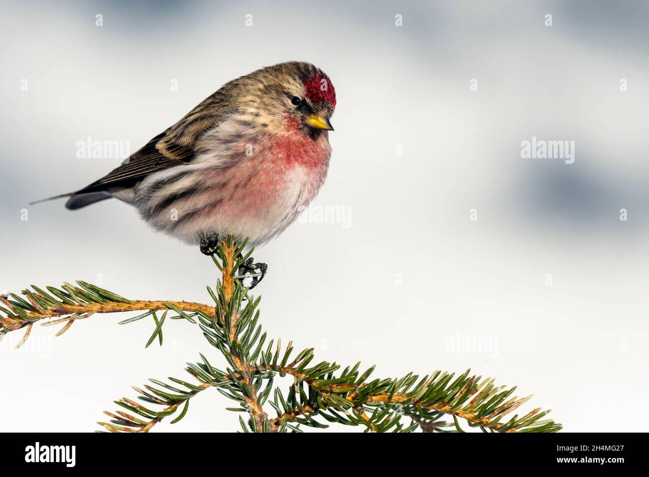 Nord America; Stati Uniti; Alaska; Denali National Park; Wildlife; Uccelli; Redpoll comune; maschio; Flammea di Acanthita; germogli di salice Foto Stock