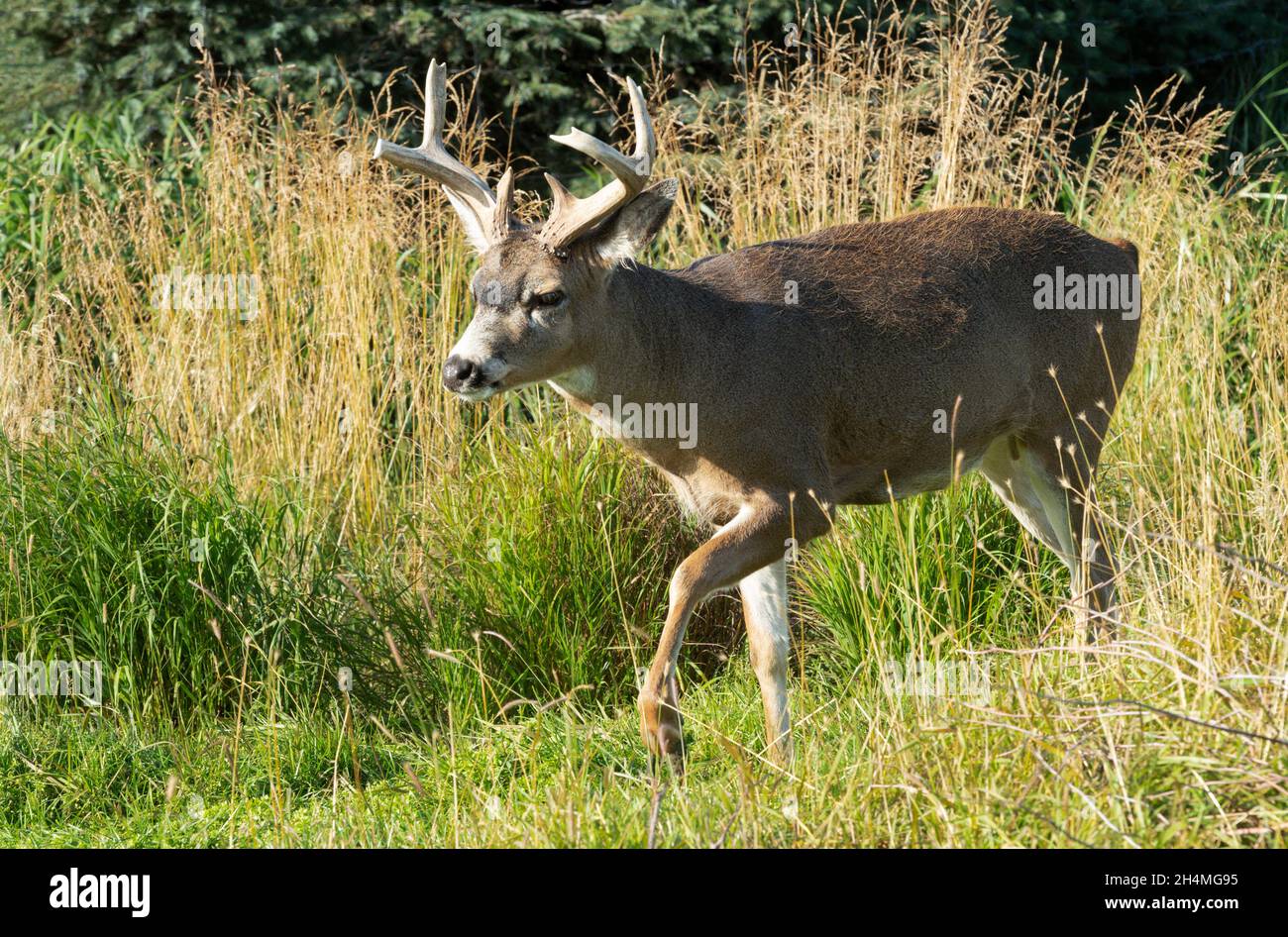 Nord America; Stati Uniti; Alaska; Alaska costiera; Wildlife; Autunno; Sitka Deer; Odocoileus hemionus sitkensis; Buck Foto Stock