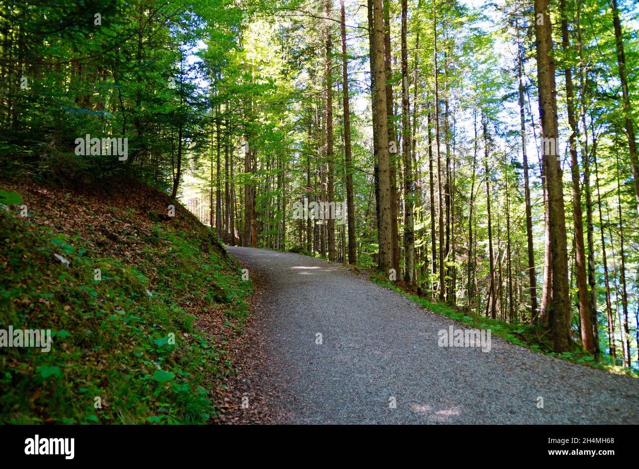 Alti alberi verdi nella foresta vicino al lago Eibsee a Garmisch-Partenkirchen ai piedi del monte Zugspitze (Germania) Foto Stock