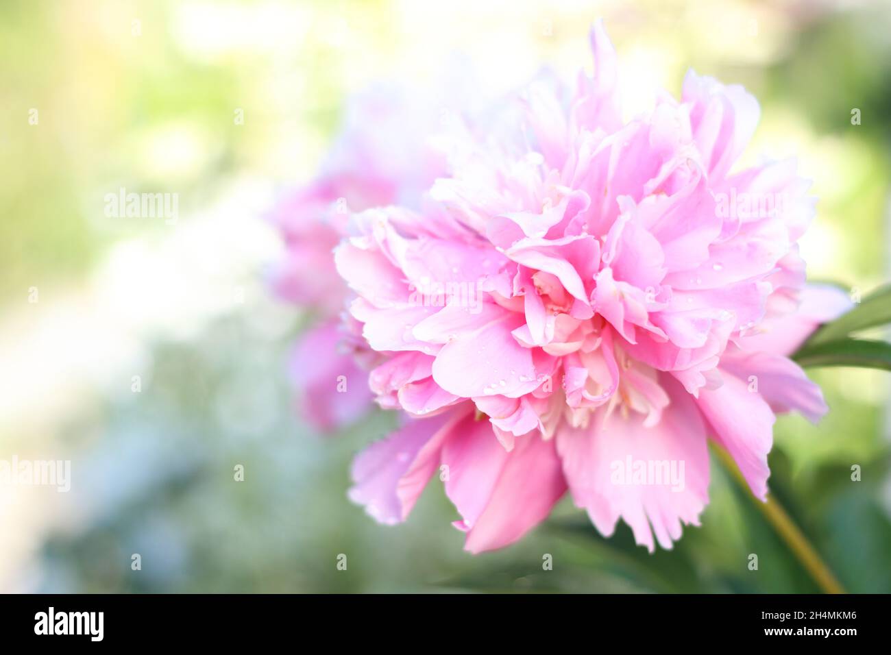 Vista ravvicinata della peonia rosa con gocce di pioggia su sfondo verde blured. Messa a fuoco soft Foto Stock