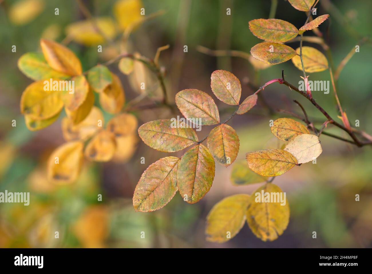 Roseto (rose) in autunno con foglie giallastro. Primo piano Foto Stock