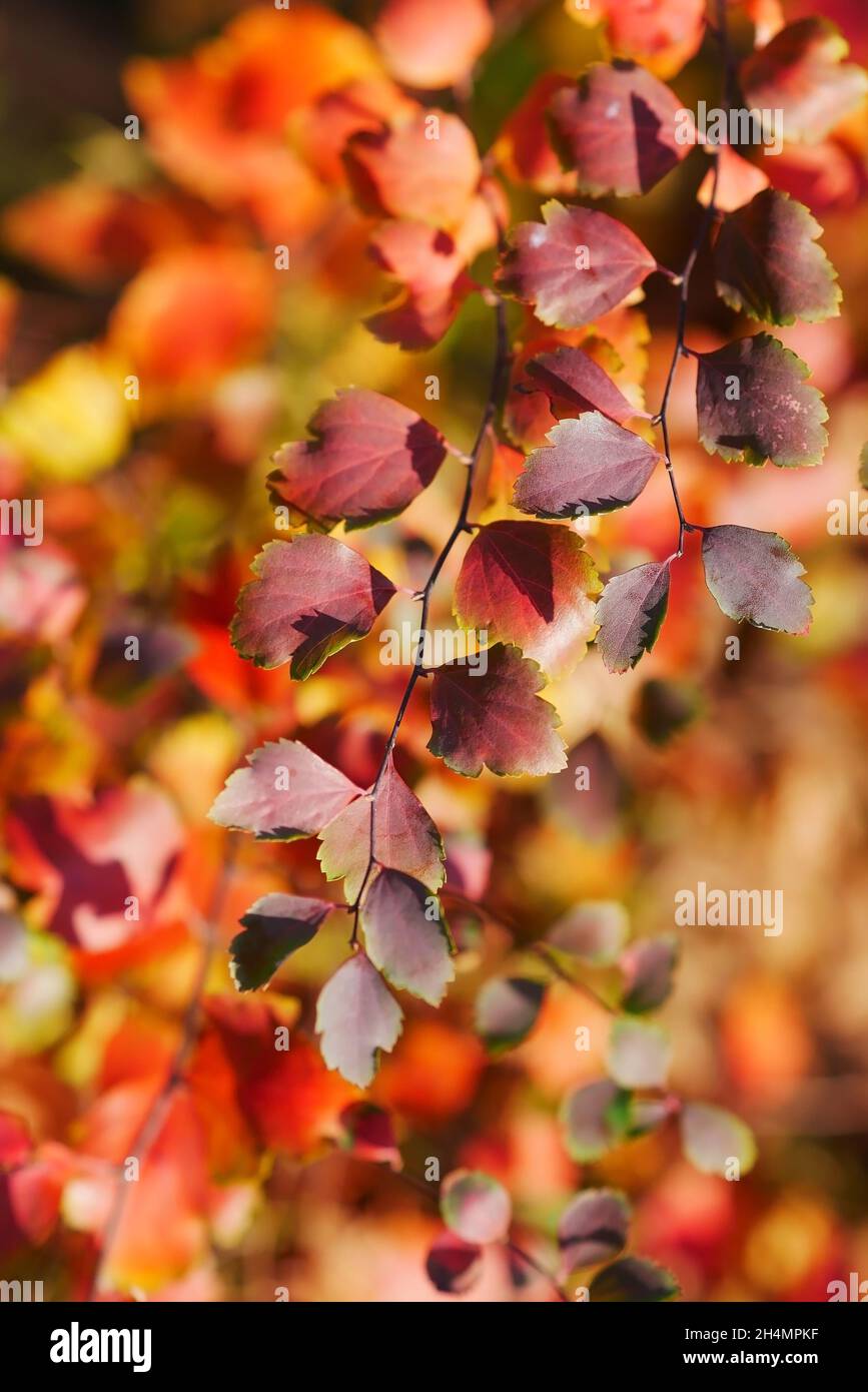 Spiraea Bush in una giornata di sole autunno. Spiraea betulifolia. Famiglia Rosaceae Foto Stock