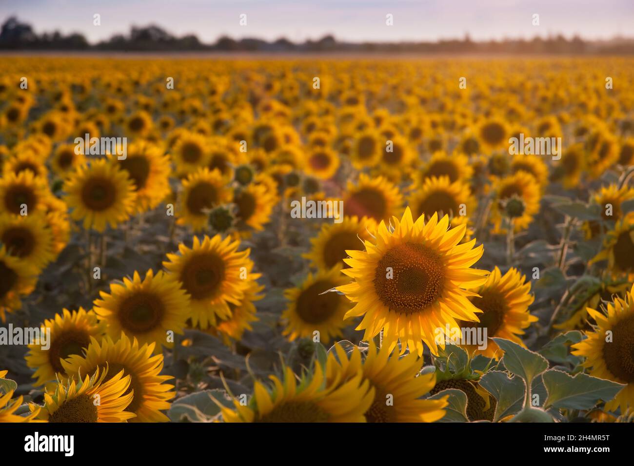 Sfondo agricolo con girasoli, paesaggio agricolo con campo e bel cielo, fuoco selettivo Foto Stock