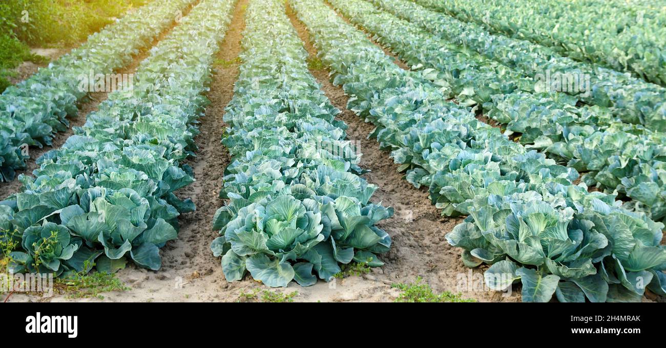 Le piantagioni di cavolo crescono nel campo. Coltivando vegetali organici. Prodotti eco-compatibili. Agricoltura e agricoltura. Coltivazione di piantagioni. Campagna Foto Stock