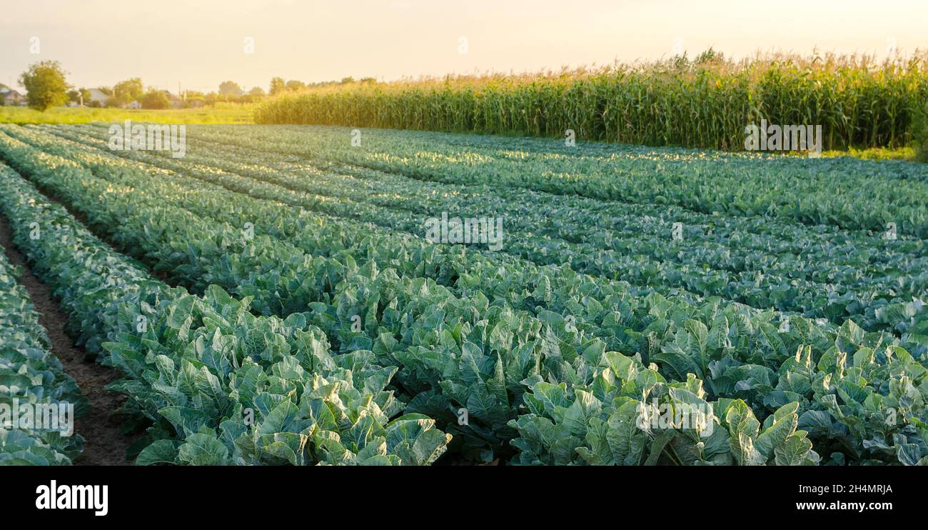 Piantagioni di broccoli al tramonto sul campo. Cavolfiore. Coltivando vegetali organici. Prodotti eco-compatibili. Agricoltura e agricoltura. Planta Foto Stock