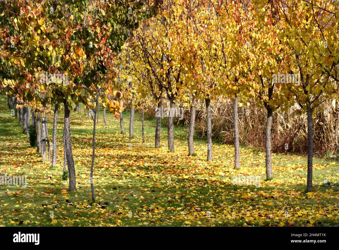 Idilliaco paesaggio autunnale con file di albicocche allineate Foto Stock