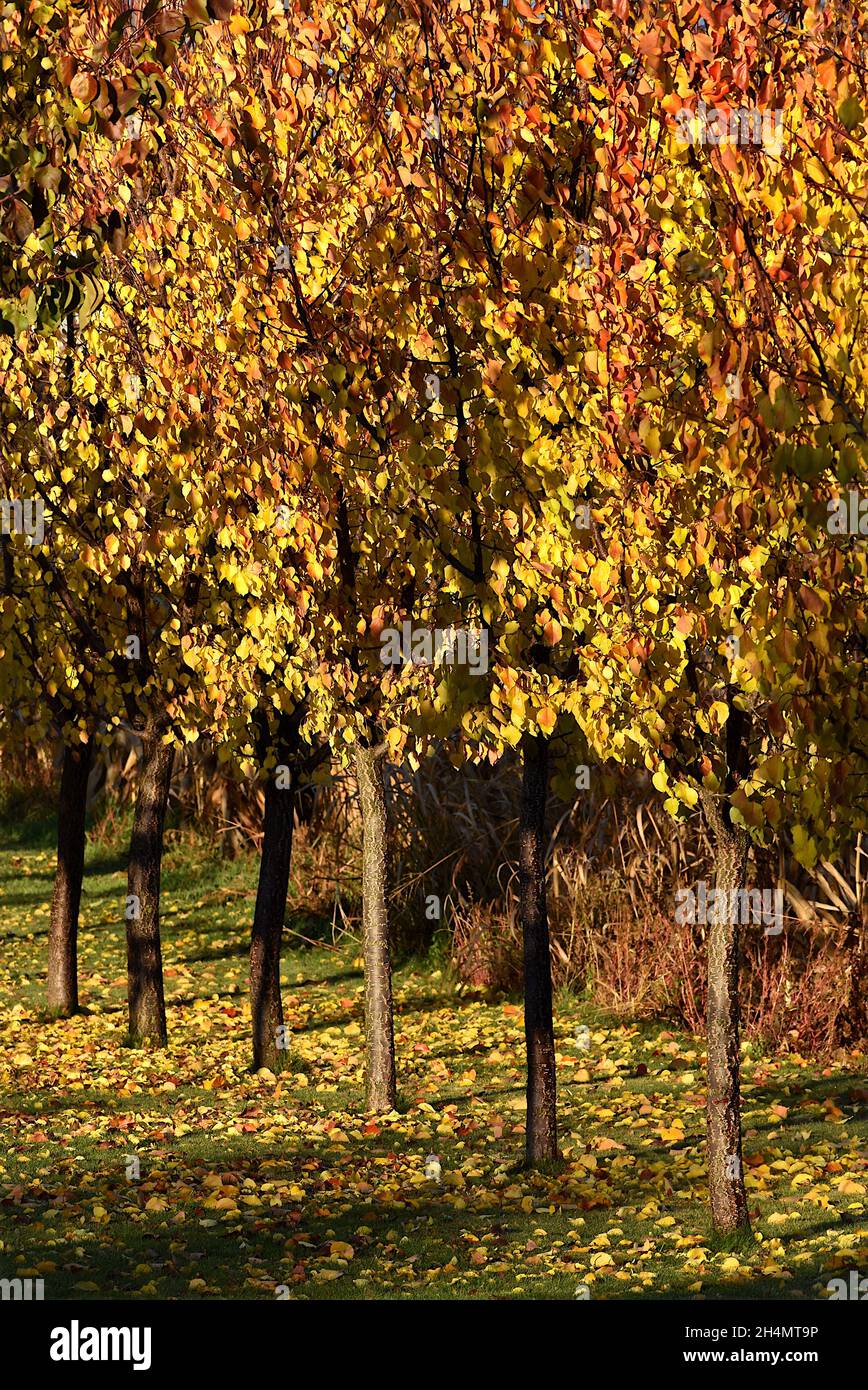 Idilliaco paesaggio autunnale con fila di albicocche allineate in formato verticale Foto Stock