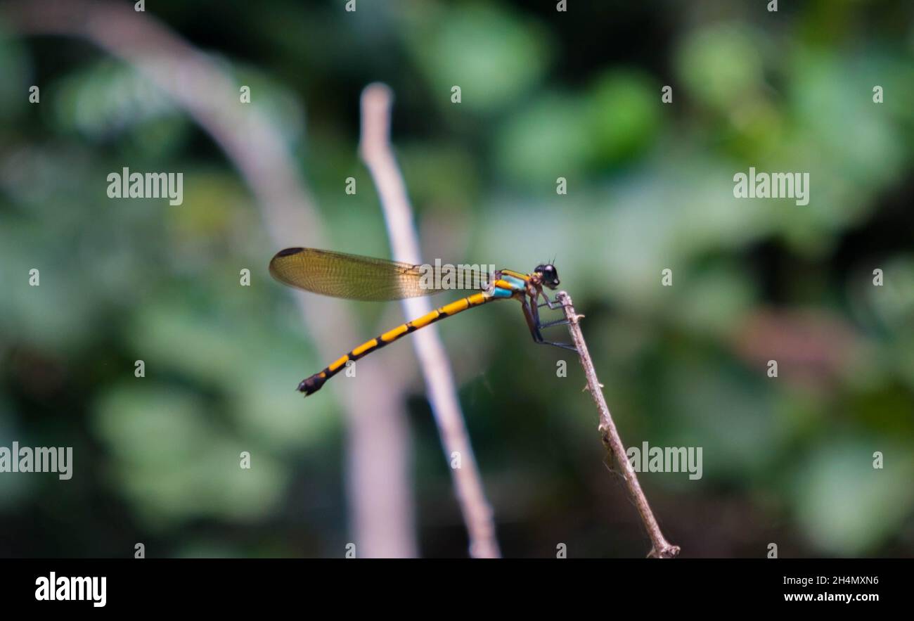 Una libellula vicino a Windin Falls, Queensland, Australia Foto Stock