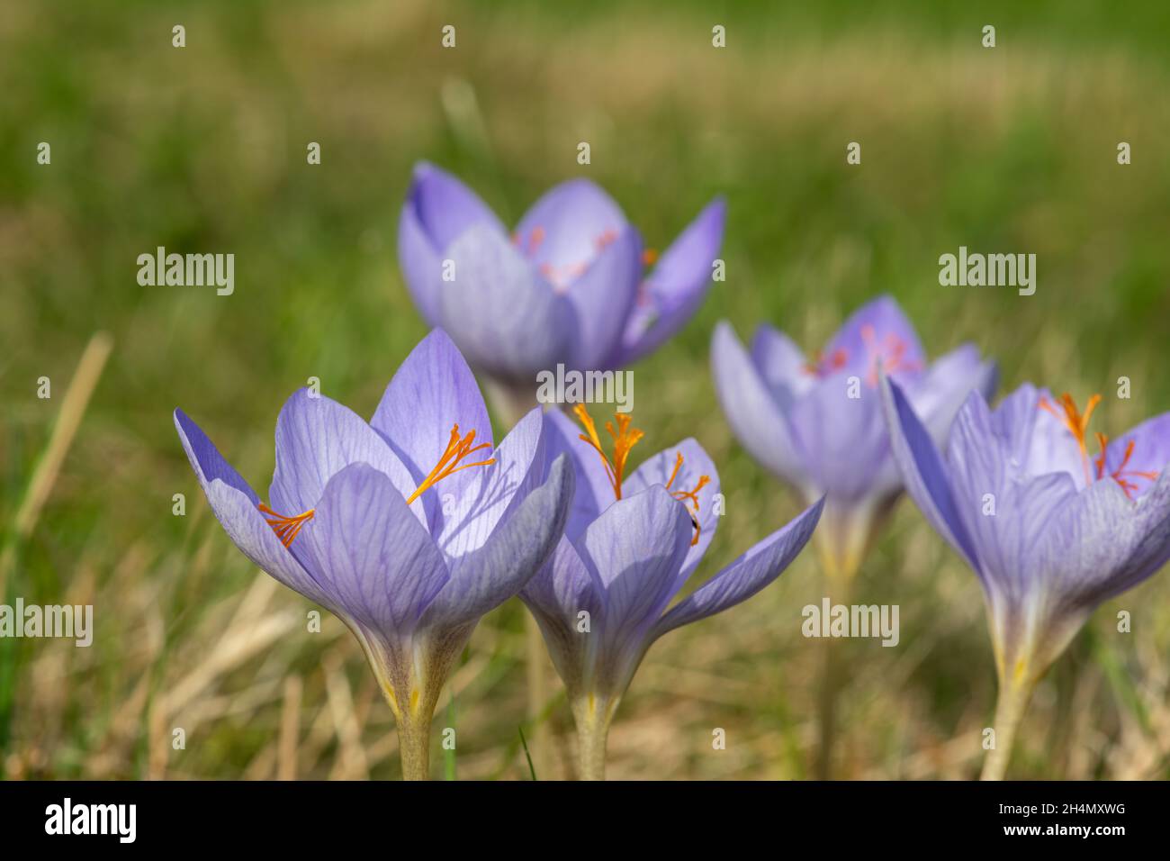 Primo piano di Biebersteins crocus (crocus speciosus) fiori in fiore Foto Stock