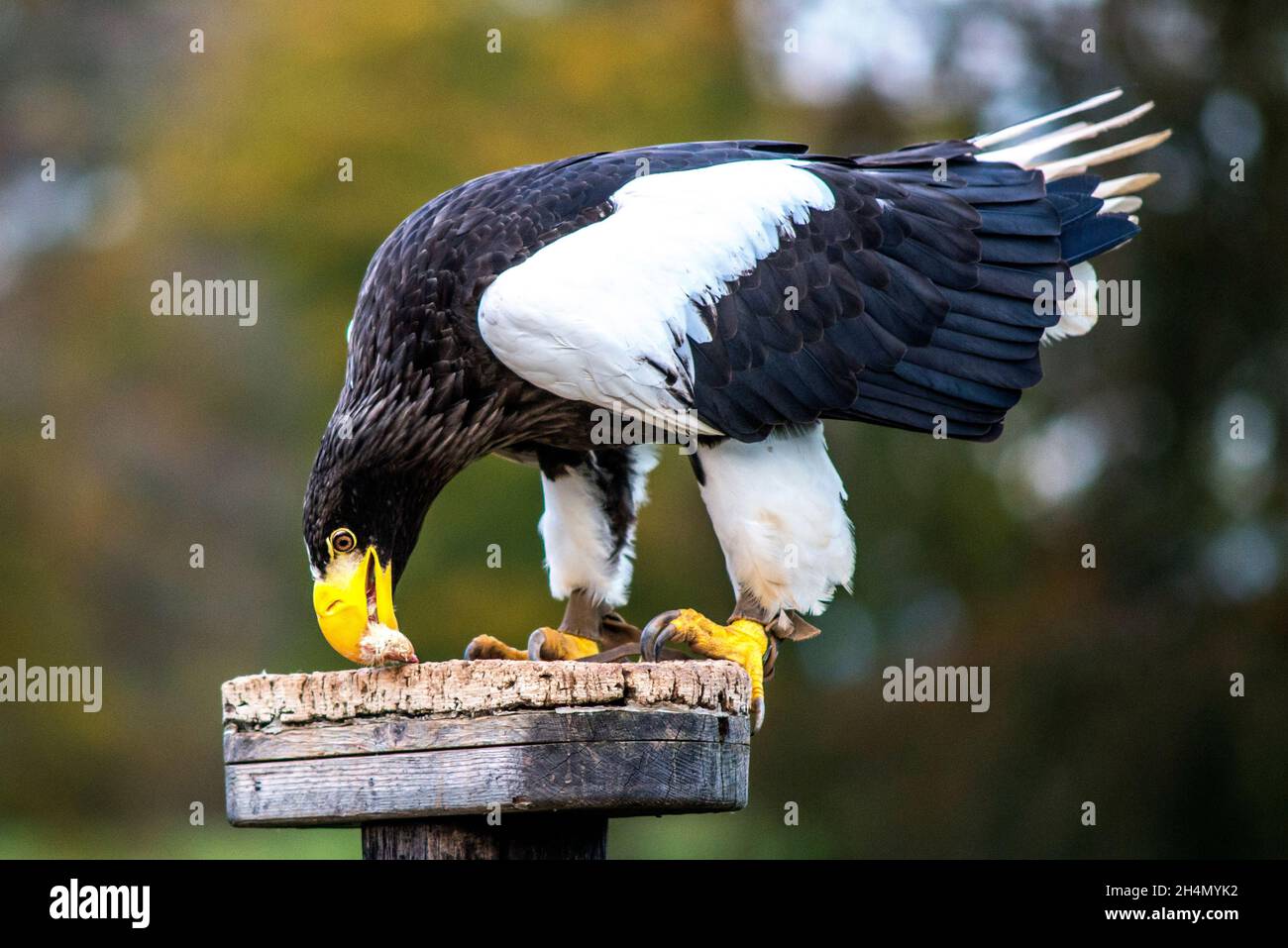 Haliaeetus pelagicus aquila di mare di steller Foto Stock