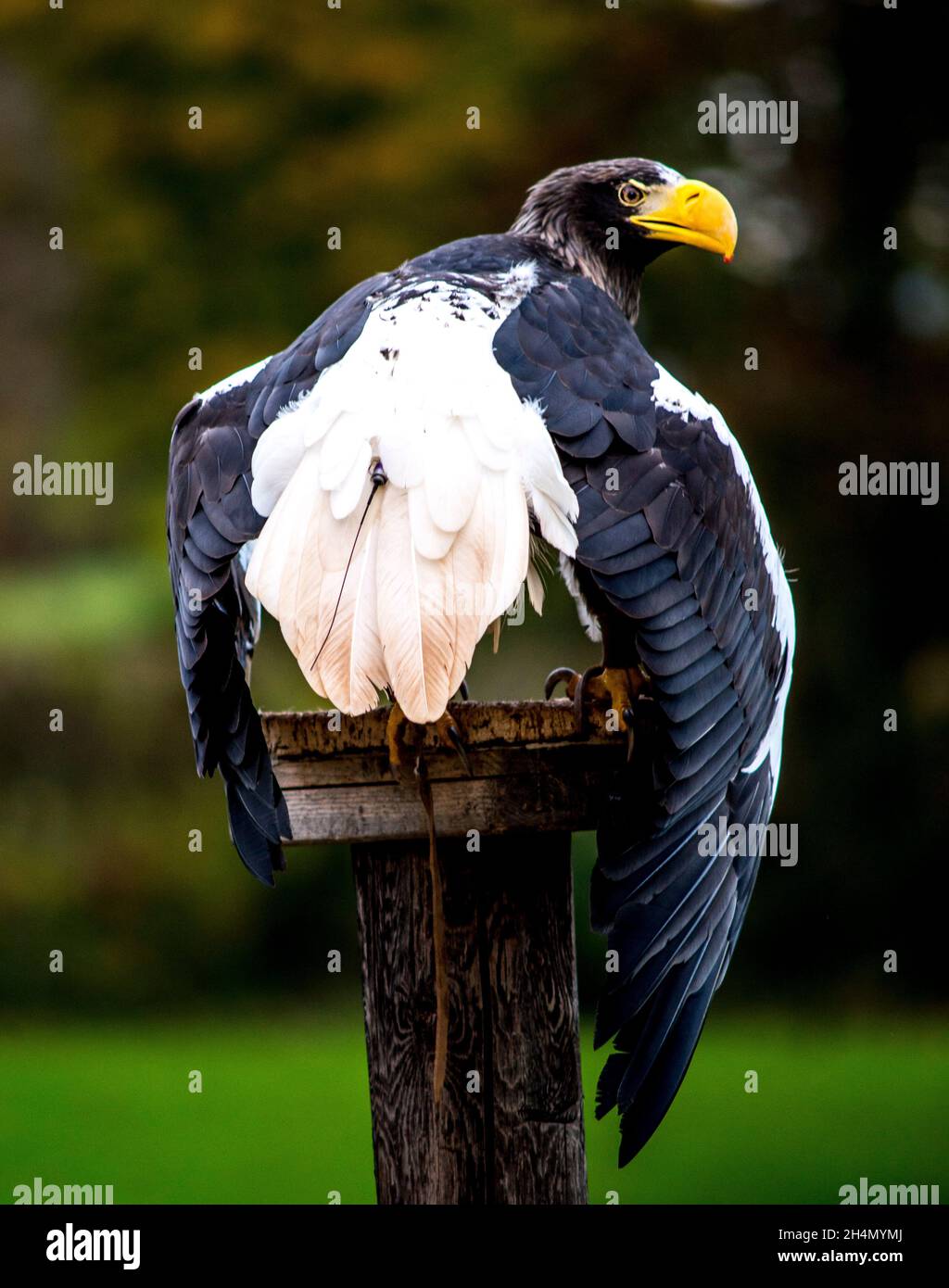 Haliaeetus pelagicus aquila di mare di steller Foto Stock