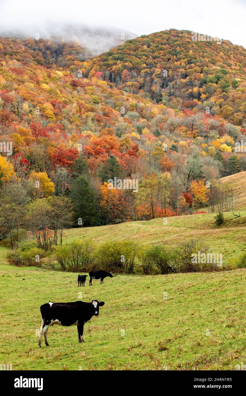 Bestiame al pascolo circondato da fogliame autunnale - vicino Tuckasegee, Carolina del Nord, USA Foto Stock