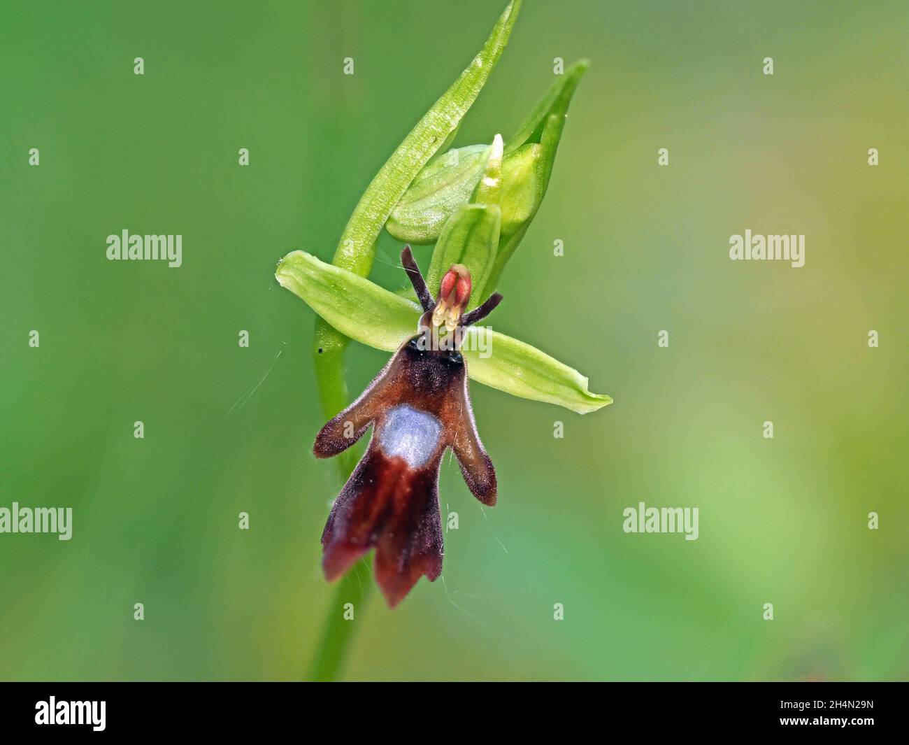 Tiny Fly Orchid (insettifera di Ophrys) assomiglia ad una mosca di Bluebottle ma usa i feromoni per ingannare le vespe di Digger per impollinare esso - Cumbria, Inghilterra, Regno Unito Foto Stock