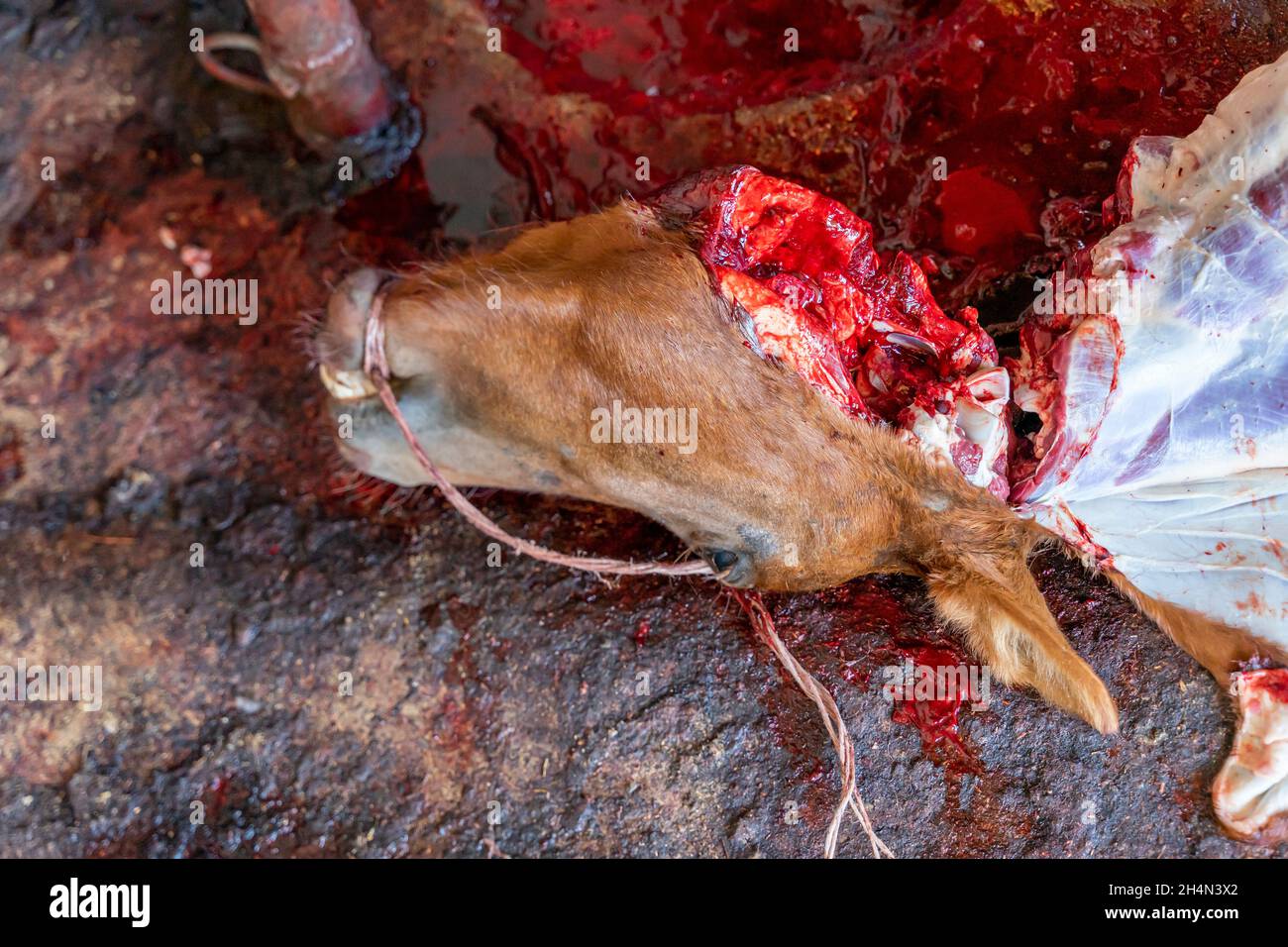 Tagliare la testa del cavallo sul pavimento coperto di sangue in una casa di fattoria. Foto Stock