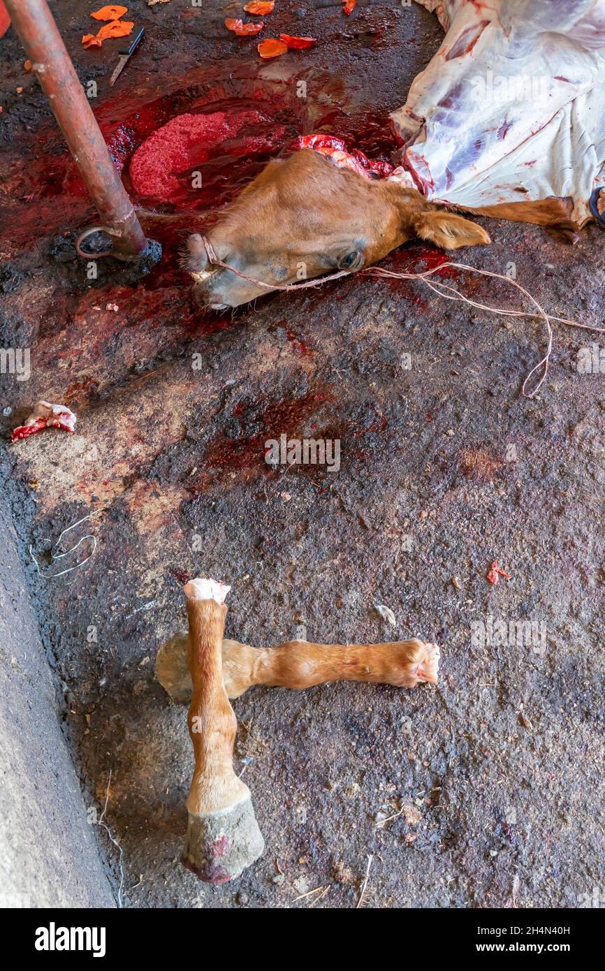Carcassa di un cavallo macellato e tagliato le gambe inferiori, zoccoli. Tagliare la testa del cavallo sul pavimento coperto di sangue in una casa di fattoria. Foto Stock