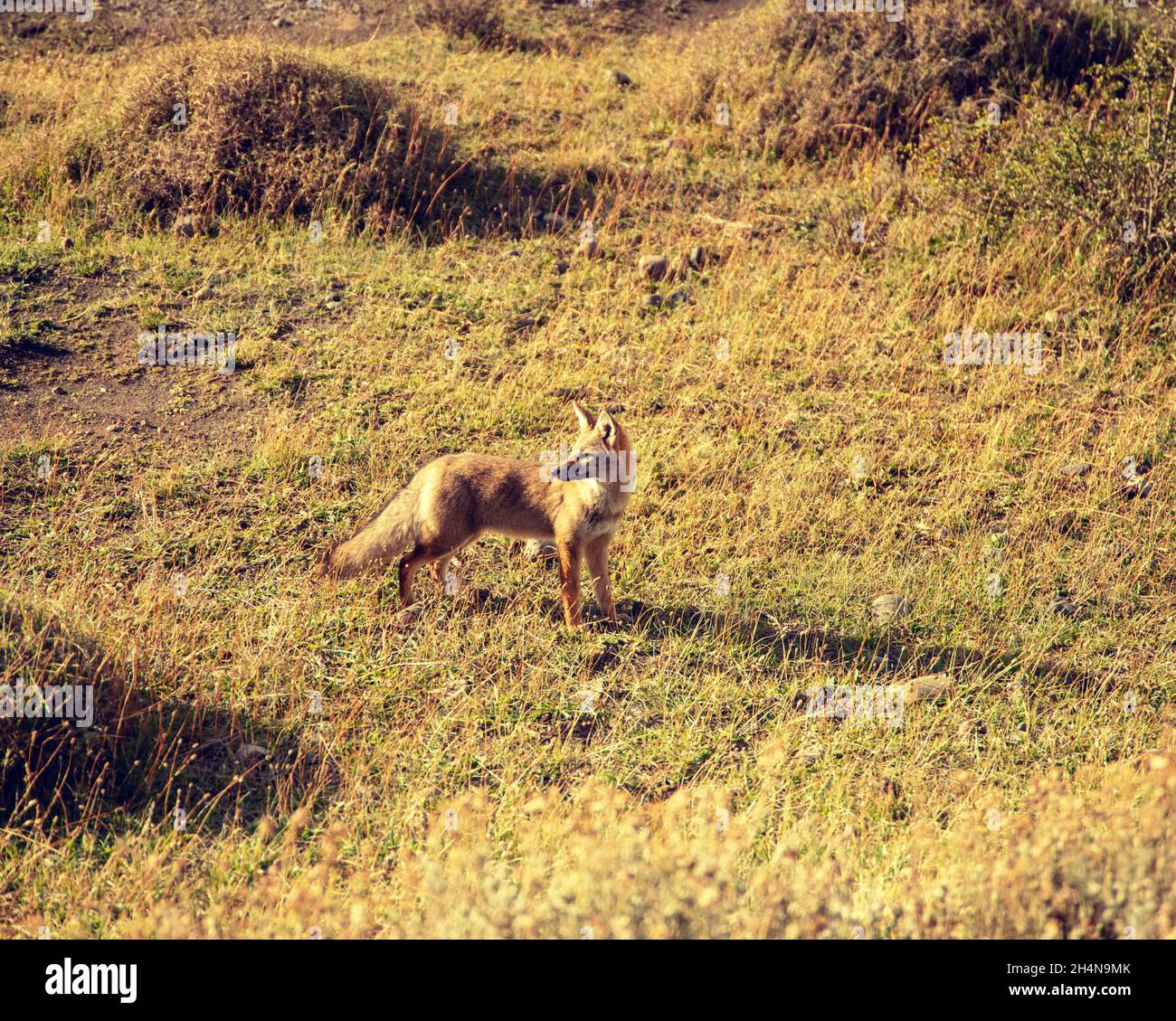 Primo piano sulla volpe grigia del sud in un parco in Patagonia Cile. Foto Stock