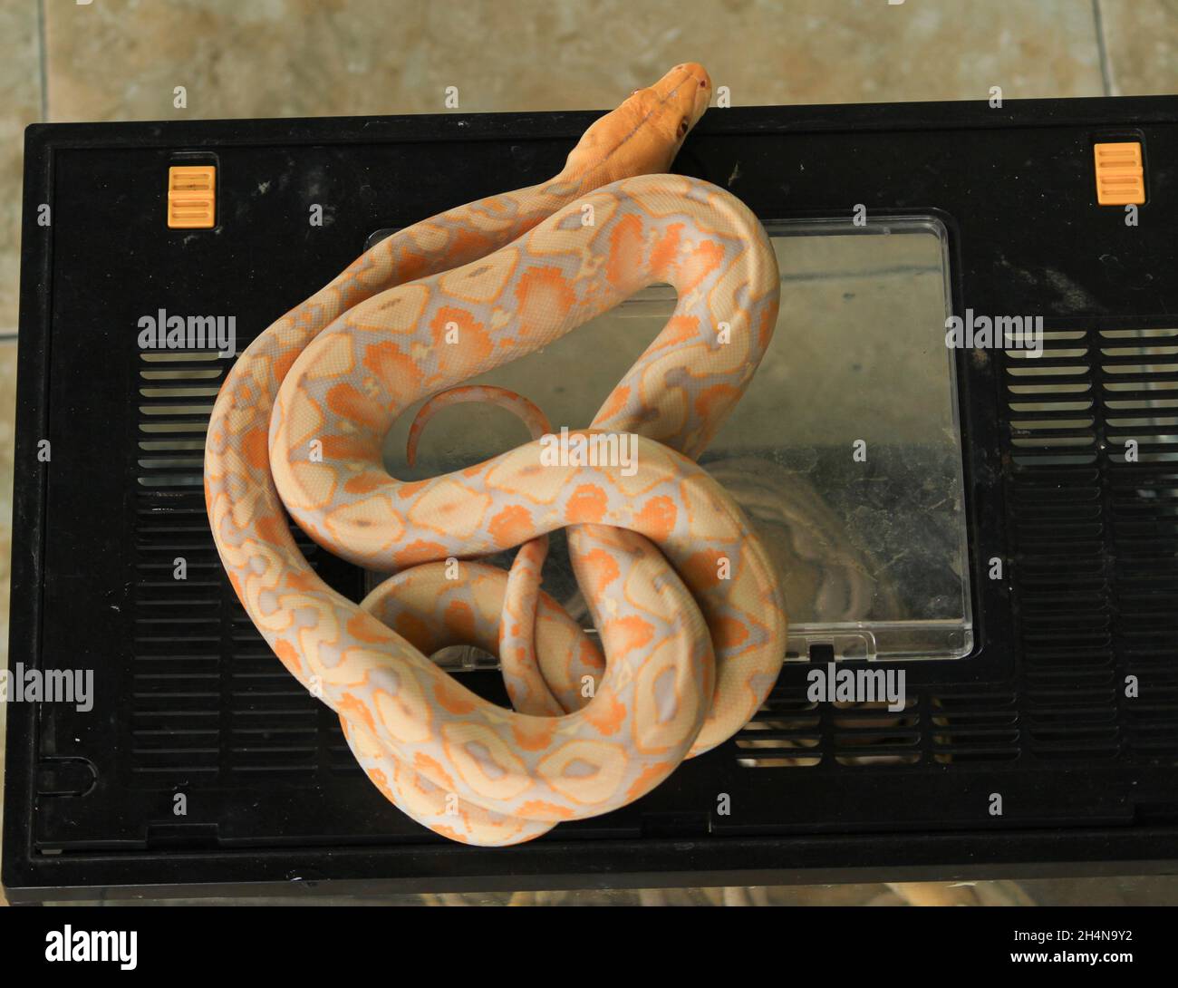 pitone bianco con colore esotico della pelle e python bianco con colore e motivo esotici della pelle Foto Stock