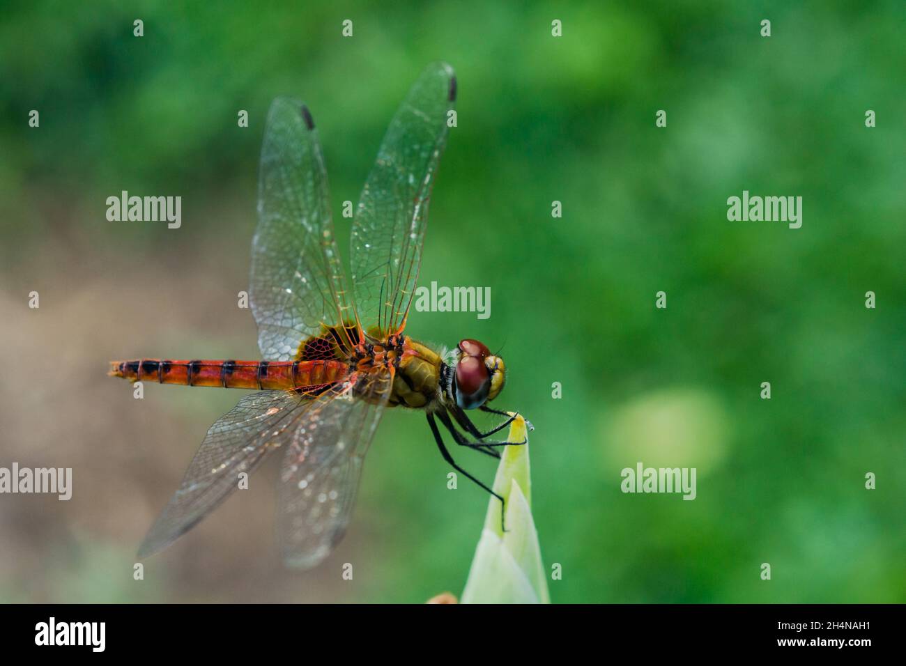 Dragonfly Aeschna Viridls con ali colorate bello, isolato su bianco, Macro scatti, mostrando di occhi dragonfly e ali dettaglio. Bellissima Foto Stock