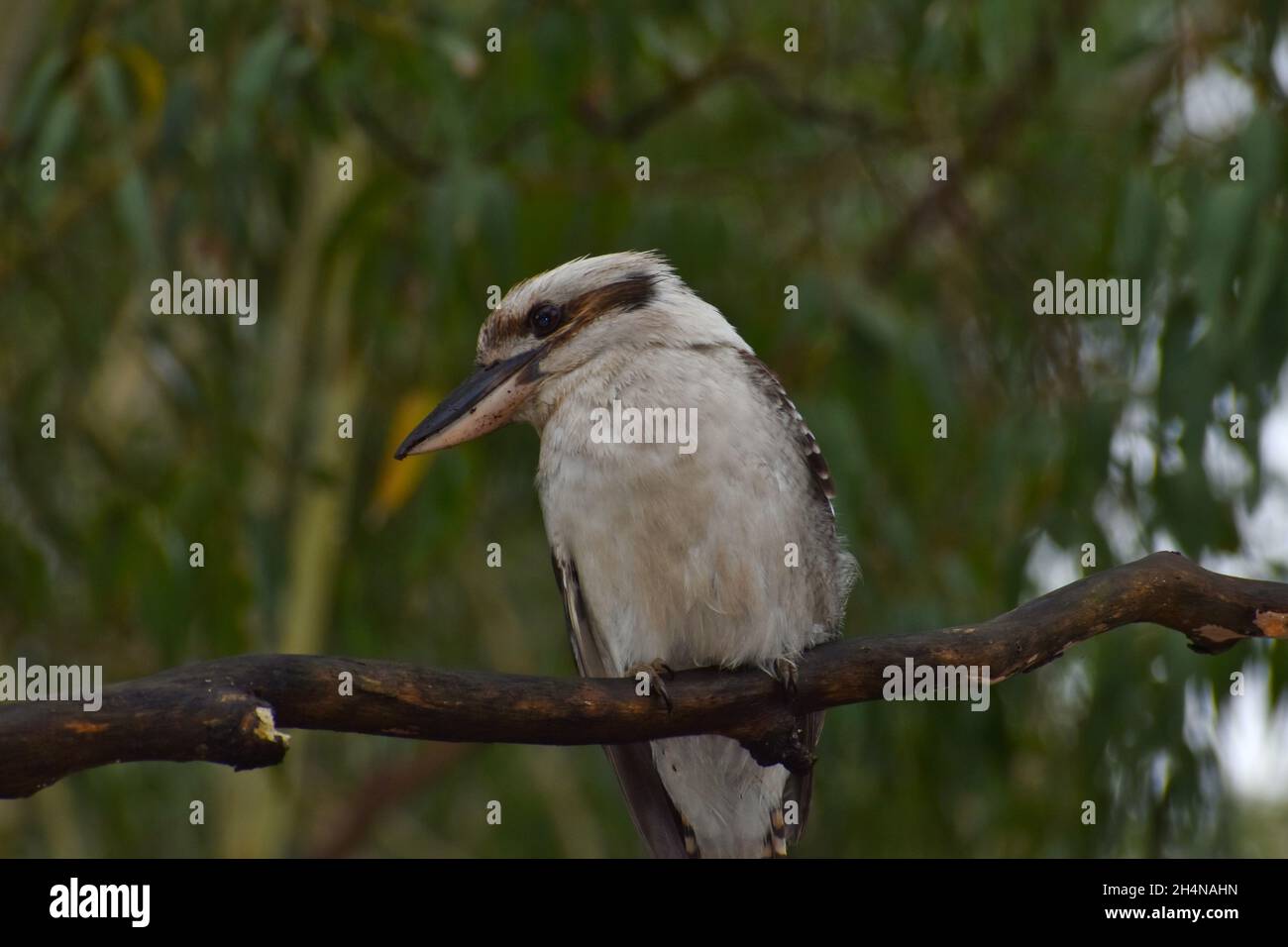 Kookaburra Foto Stock