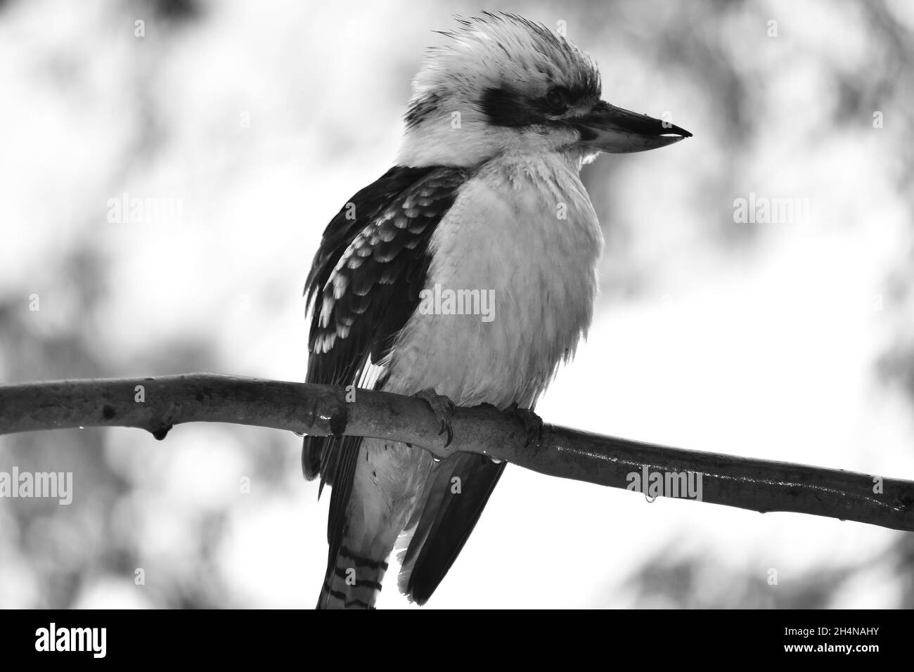 Kookaburra Foto Stock