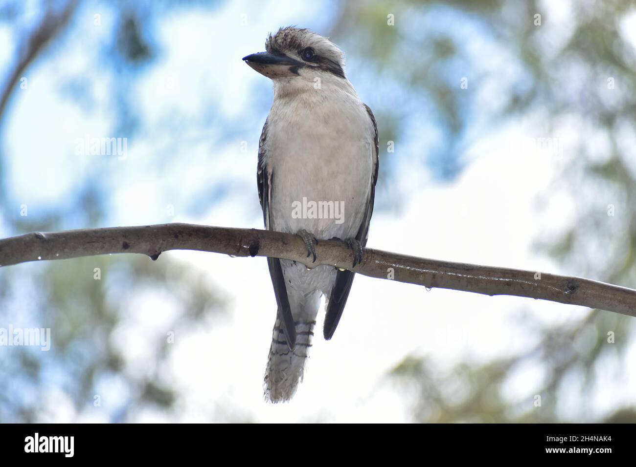 Kookaburra Foto Stock