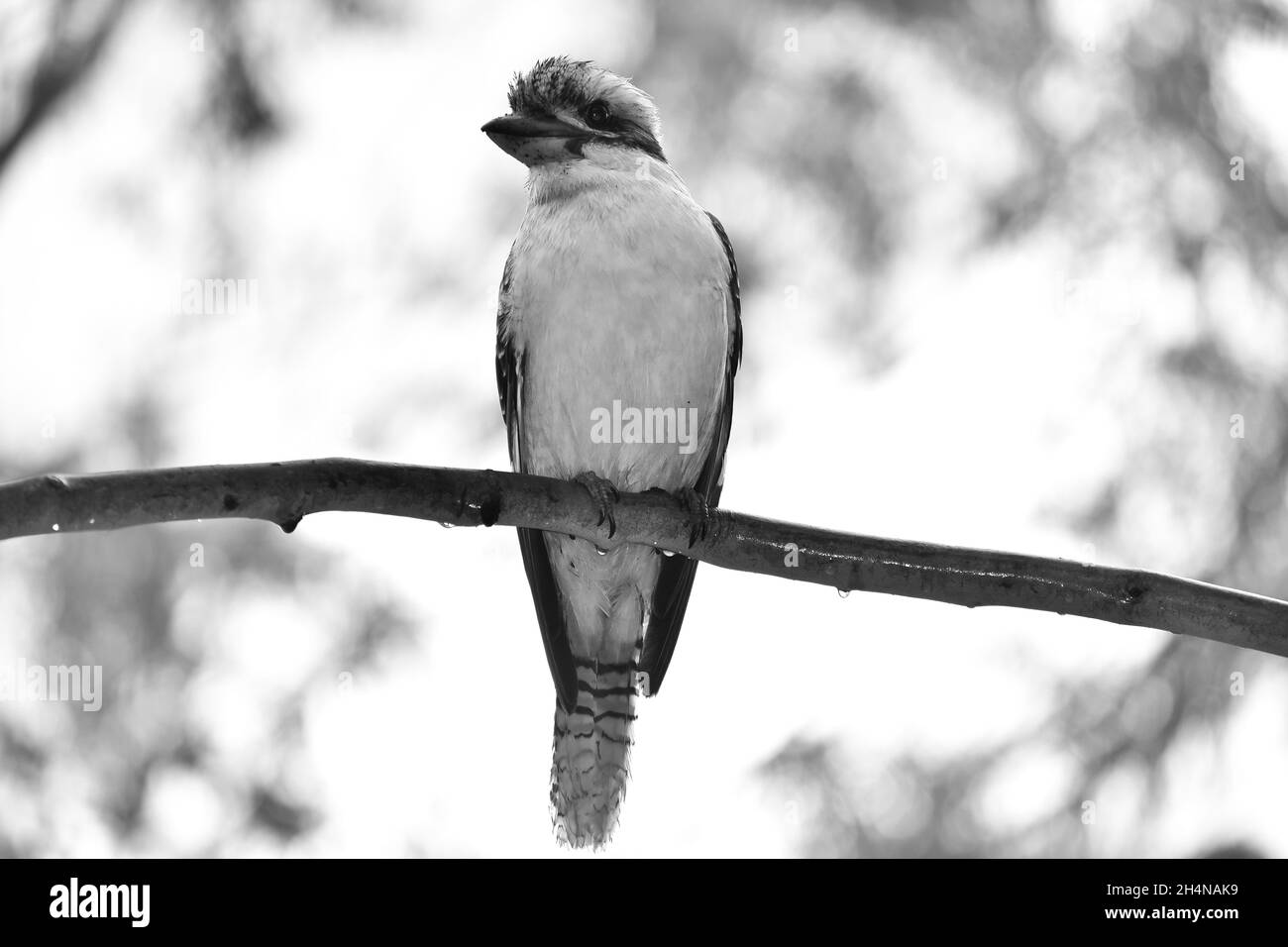 Kookaburra Foto Stock