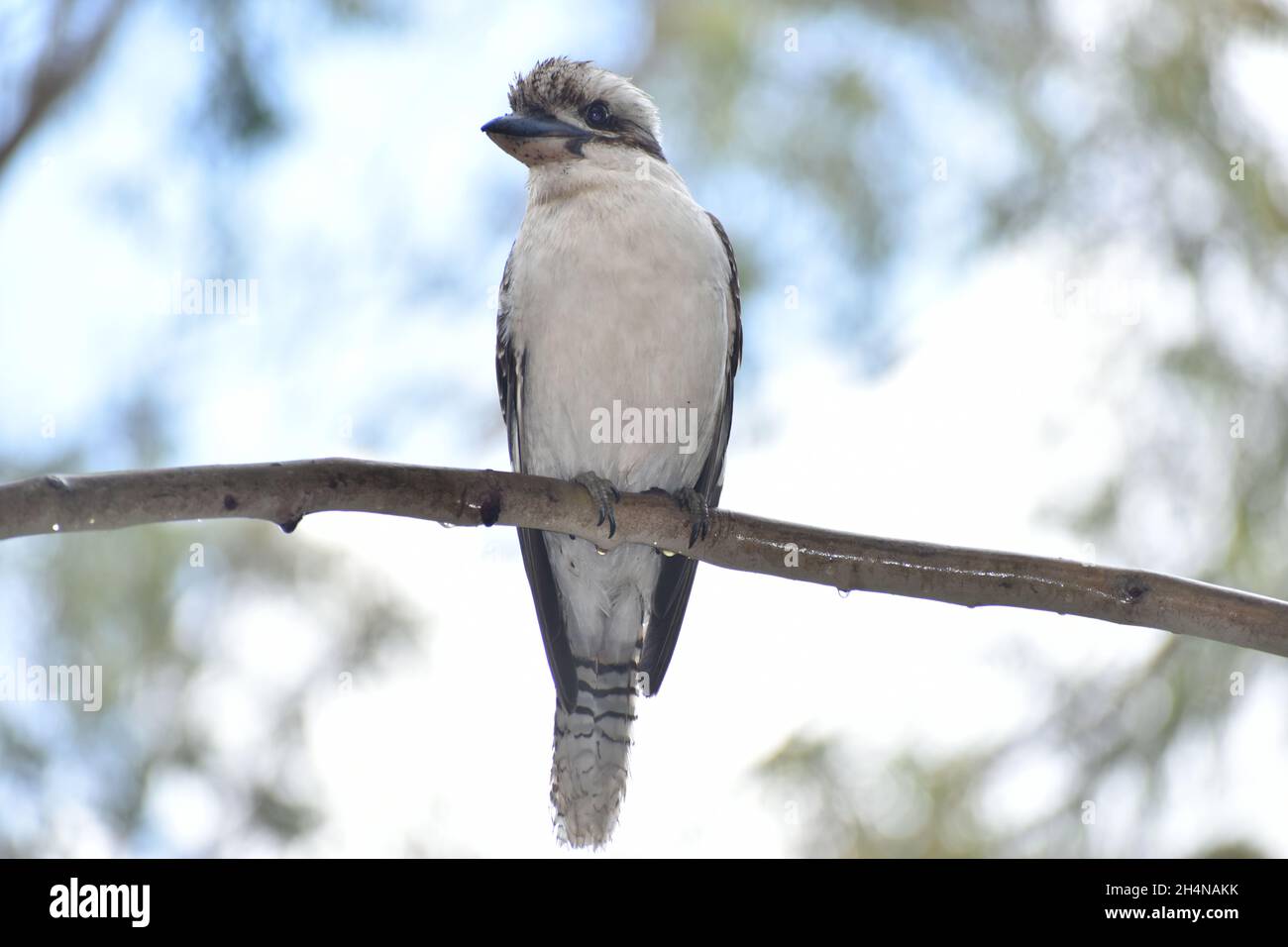 Kookaburra Foto Stock