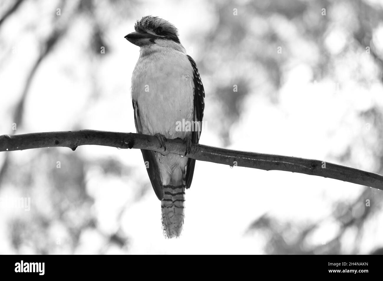 Kookaburra Foto Stock
