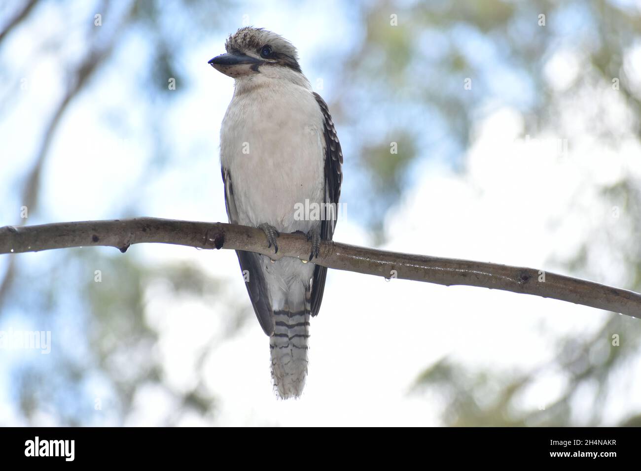 Kookaburra Foto Stock