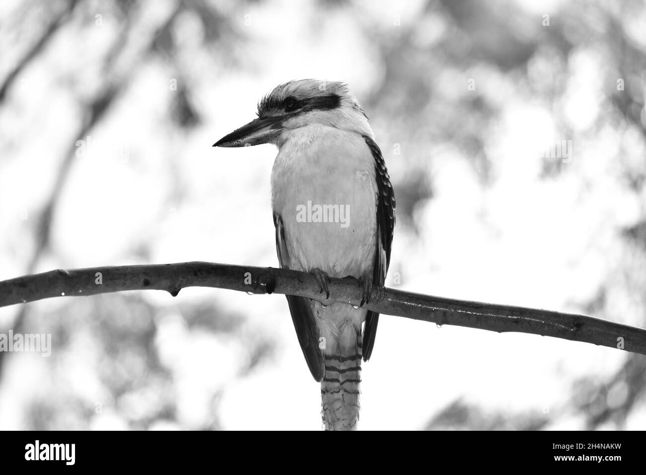 Kookaburra Foto Stock