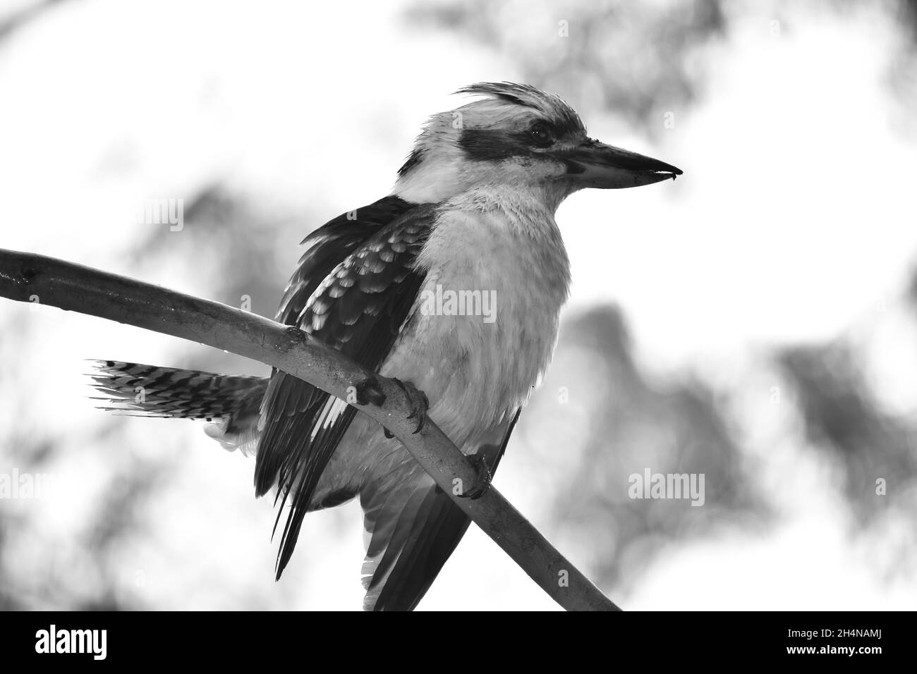 Kookaburra Foto Stock
