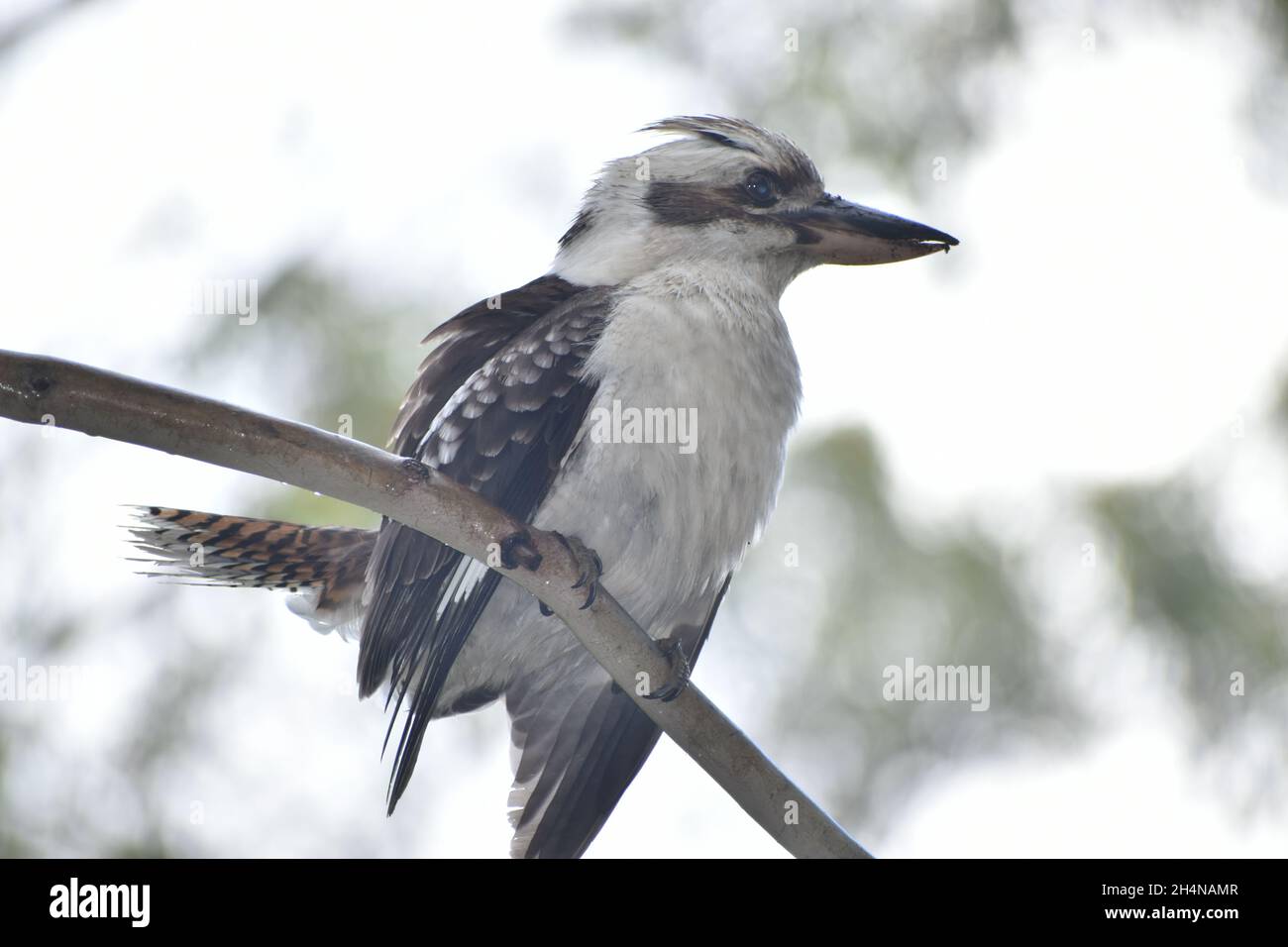 Kookaburra Foto Stock