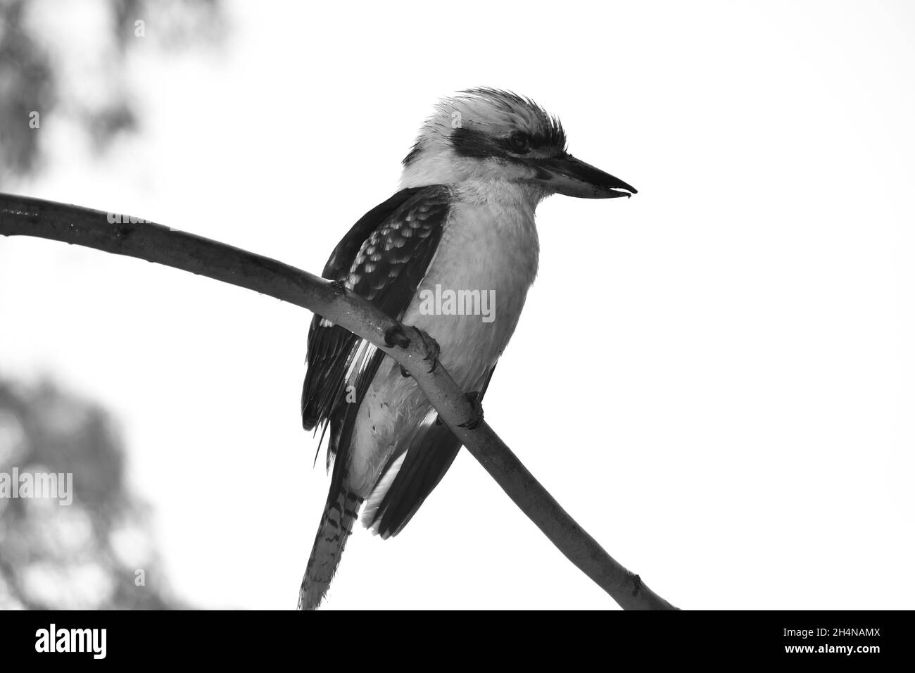 Kookaburra Foto Stock