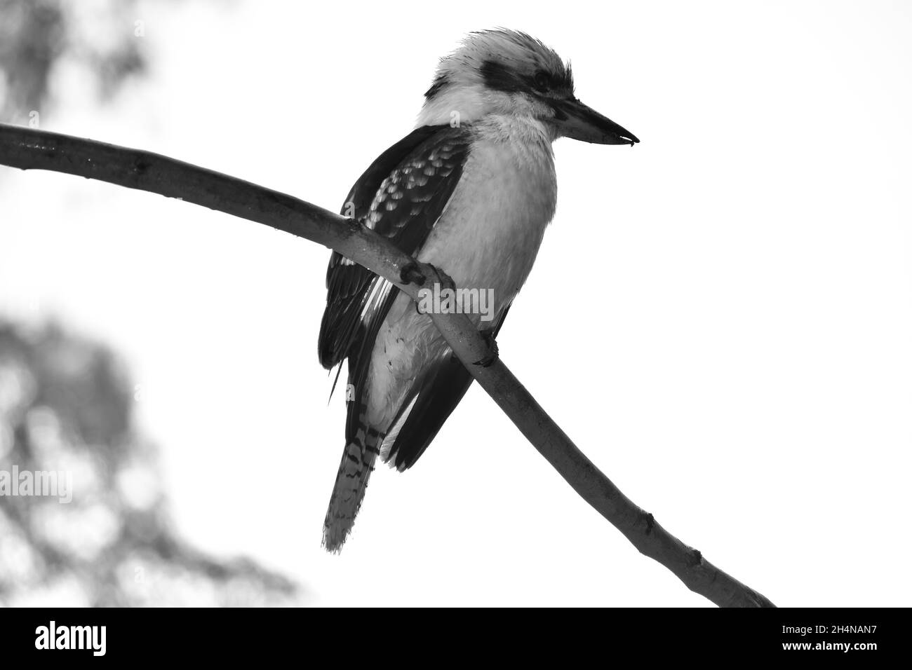 Kookaburra Foto Stock