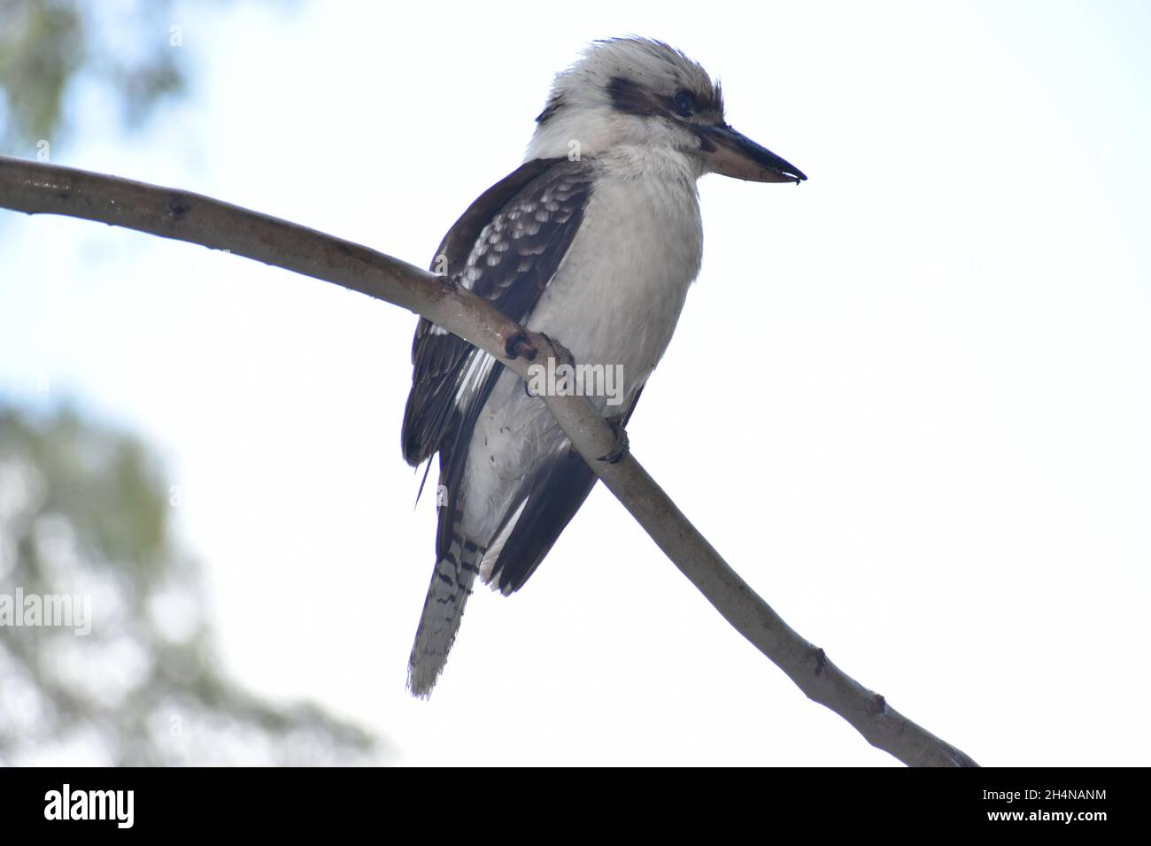 Kookaburra Foto Stock
