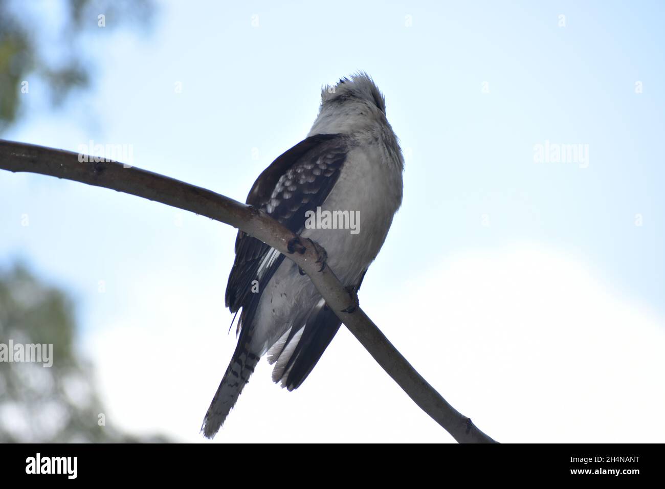 Kookaburra Foto Stock