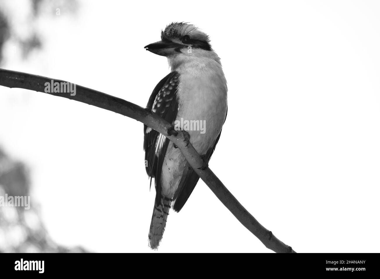 Kookaburra Foto Stock