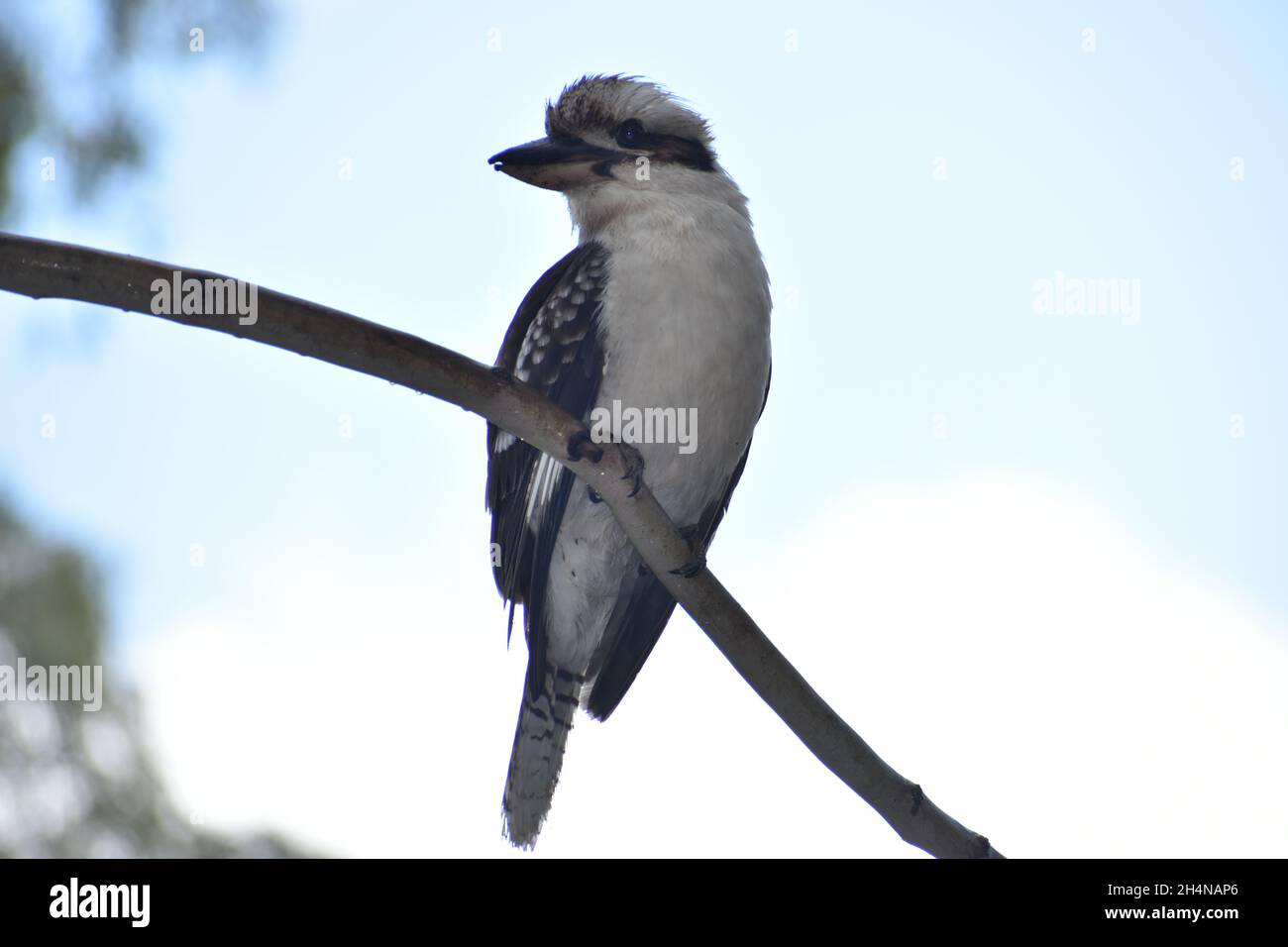 Kookaburra Foto Stock