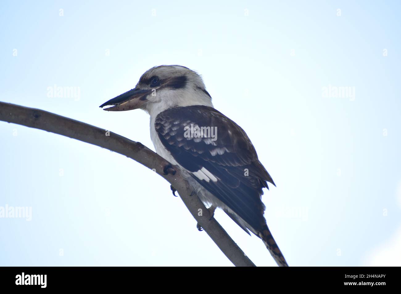 Kookaburra Foto Stock