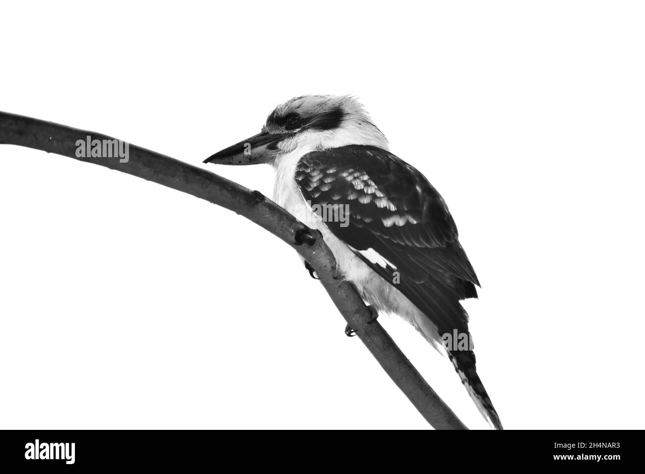 Kookaburra Foto Stock