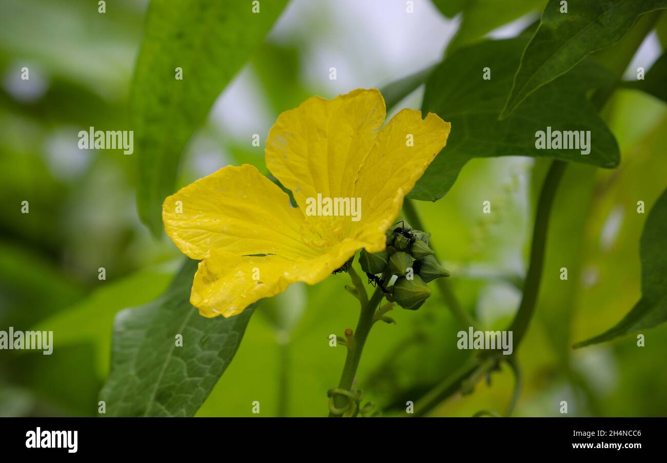 Un bel luffa maschio giallo fresco o fiore di loofah in un giardino di zucca spugna Foto Stock