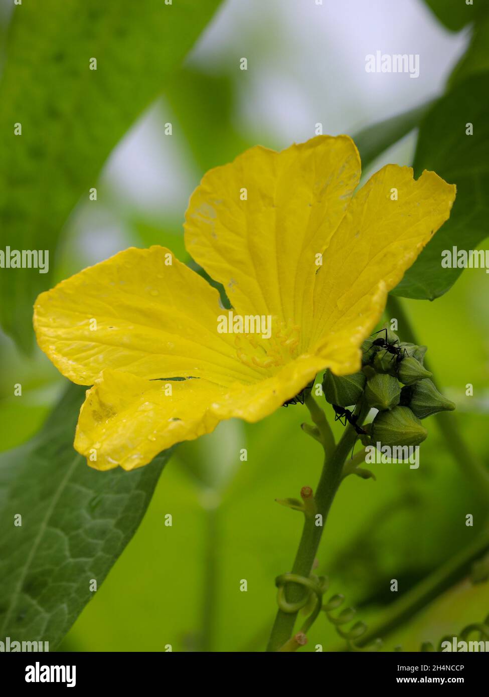 Primo piano di giallo Luffa maschio (Loofah) fiore in un giardino di zucca spugna Foto Stock
