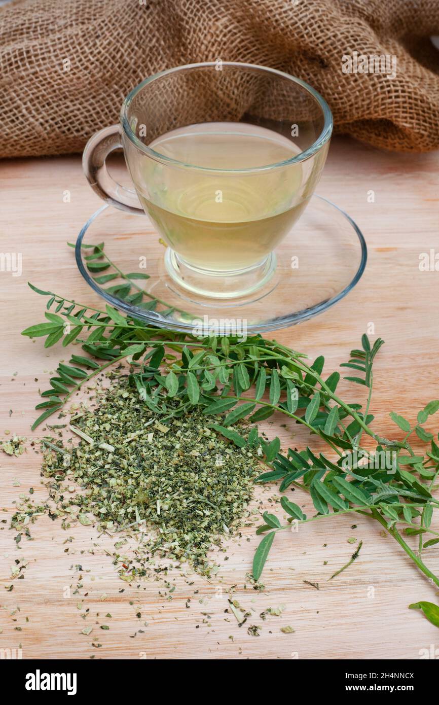 Cancro Bush tè, medicina tradizionale a base di erbe fatto da Sutherlandia pianta Foto Stock