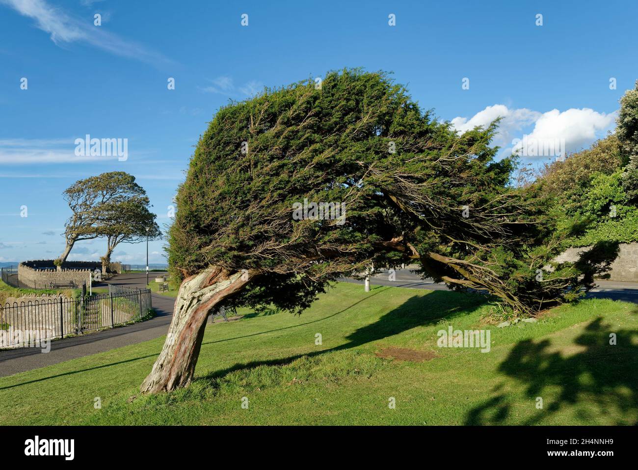Comune Yew - Taxus baccata modellato dal vento sul Clevedon Seafront, North Somerset, Inghilterra, Regno Unito Foto Stock
