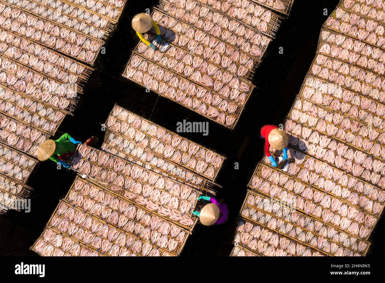 I lavoratori stanno asciugando il pesce della testa di serpente su un palo di bambù Foto Stock