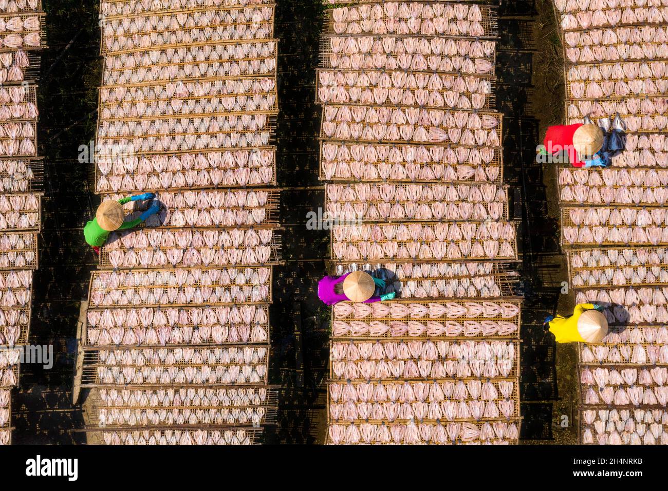 I lavoratori stanno asciugando il pesce della testa di serpente su un palo di bambù Foto Stock