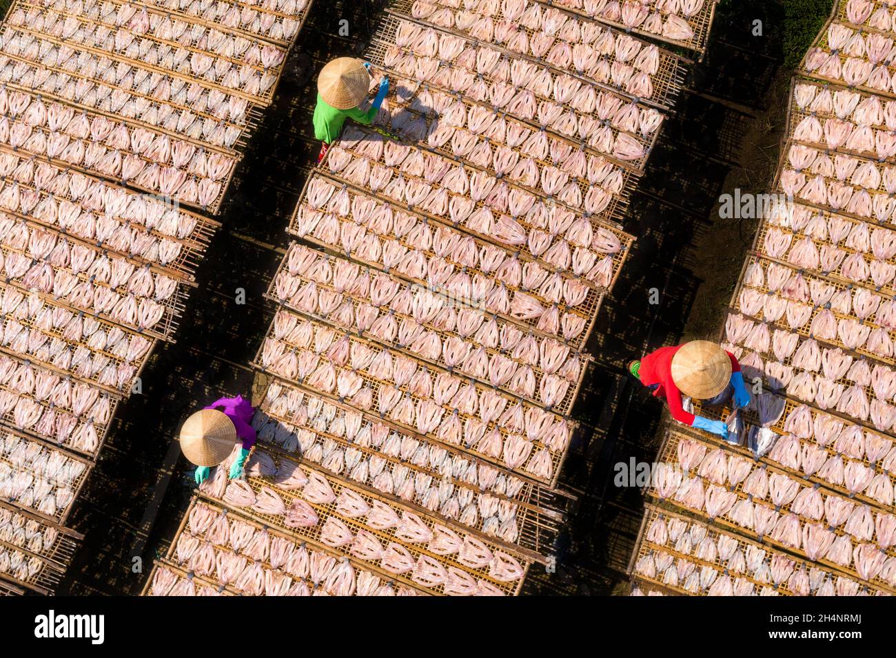 I lavoratori stanno asciugando il pesce della testa di serpente su un palo di bambù Foto Stock