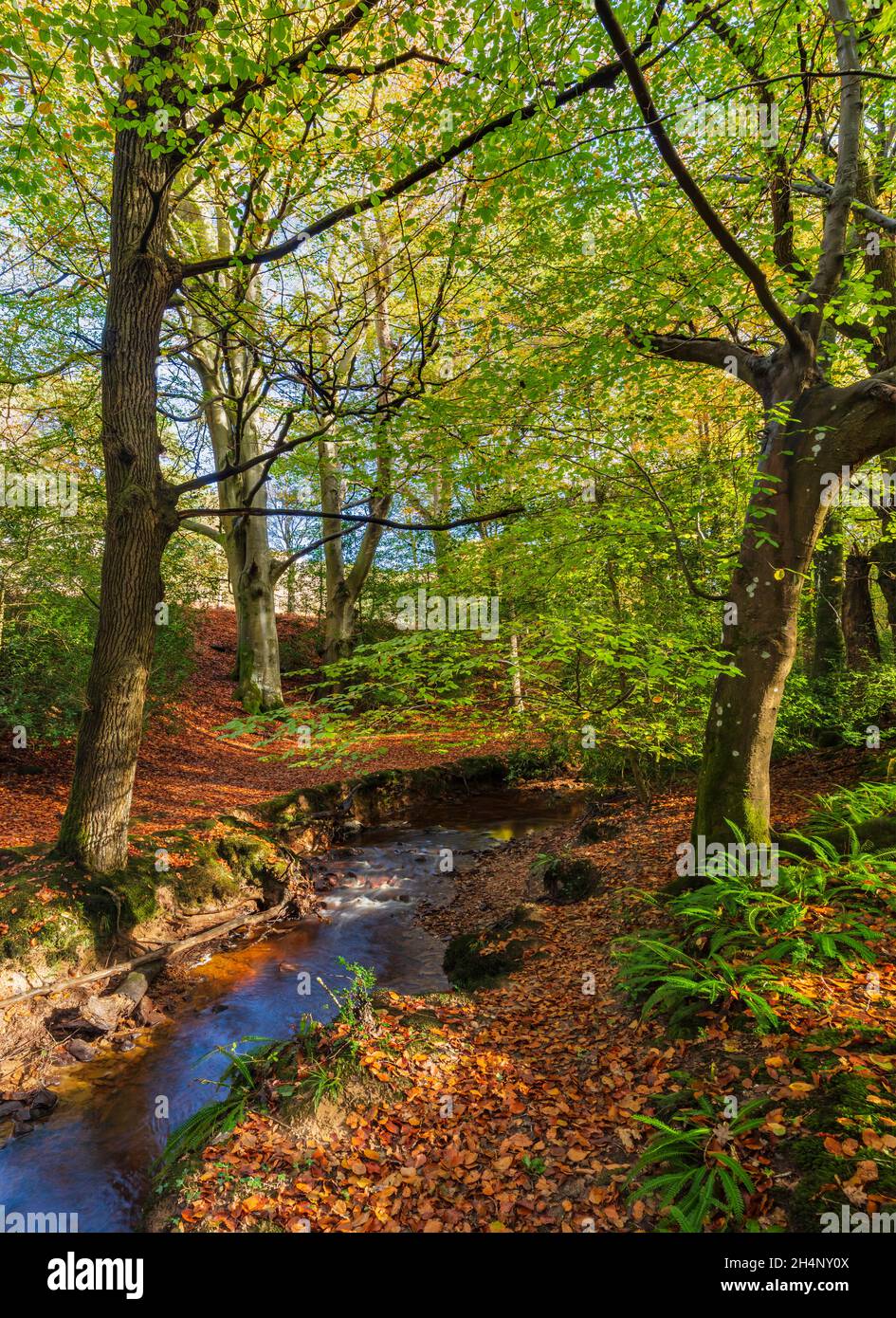 Ashdown Forest in autunno, East Sussex, Inghilterra, Regno Unito. Foto Stock