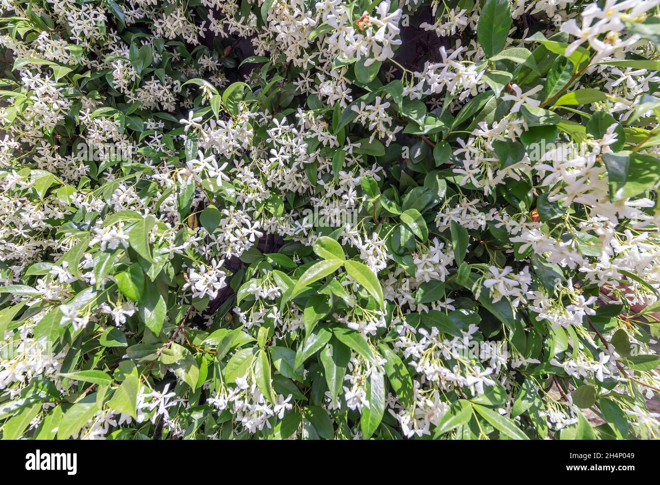 un sacco di fiori di gelsomino in fiore nel giardino Foto Stock