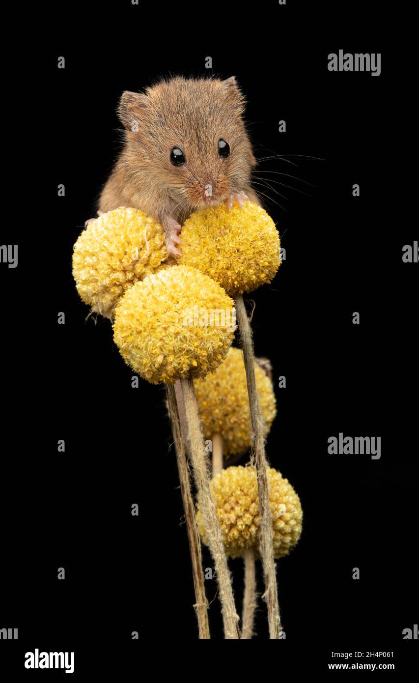 Primo piano di un mouse di raccolta, Micromys minutus, bilanciamento su Craspedia, Yellow Billy Balls o anche chiamato billy Buttons Foto Stock